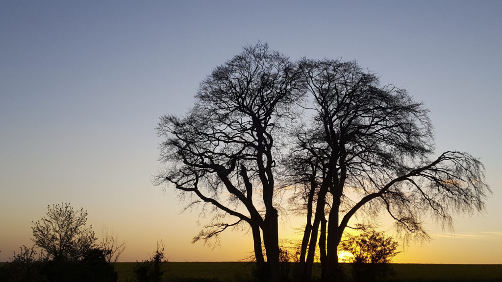 Trees at sunset. The surroundings by The Leazes Fulbrook. New homes in Fulbrook, Burford. Perfect for First Time Buyers and Those Looking to Downsize