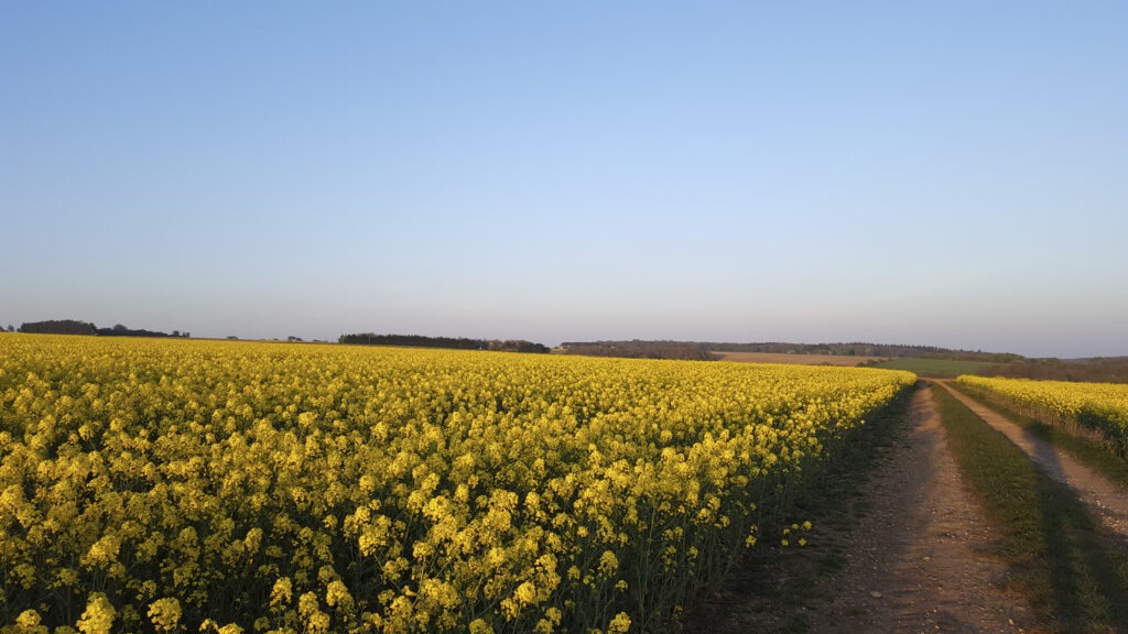 A field of crops. The surroundings by The Leazes Fulbrook. New homes in Fulbrook, Burford. Perfect for First Time Buyers and Those Looking to Downsize
