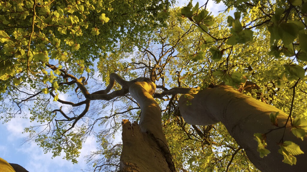 Looking up at a tree. The surroundings by The Leazes Fulbrook. New homes in Fulbrook, Burford. Perfect for First Time Buyers and Those Looking to Downsize
