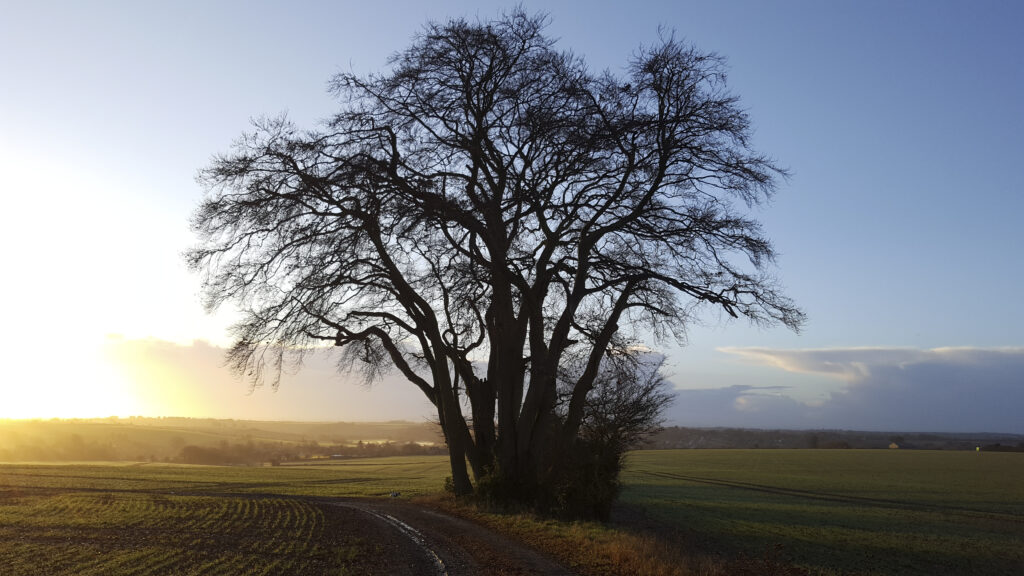 A tree in winter. The surroundings by The Leazes Fulbrook. New homes in Fulbrook, Burford. Perfect for First Time Buyers and Those Looking to Downsize